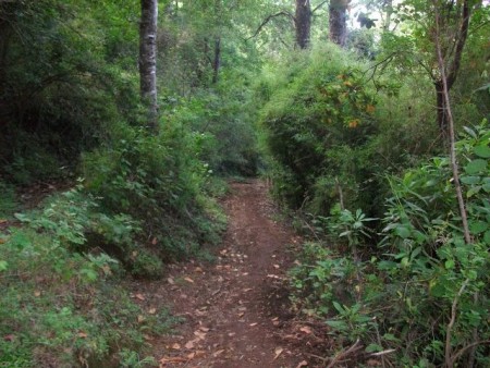 Bosque de Curacautín, Chile.